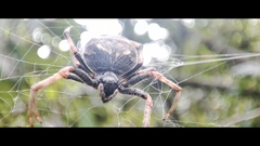 Araneus granadensis