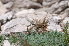 Sabulina nuttallii nuttallii