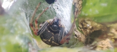 Araneus granadensis