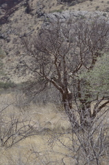Commiphora