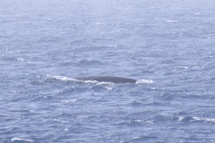 Balaenoptera physalus