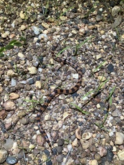 Brachyurophis campbelli