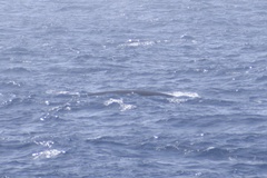 Balaenoptera physalus