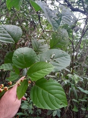 Aparisthmium cordatum