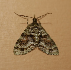 Tympanota perophora