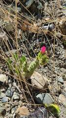 Austrocylindropuntia shaferi
