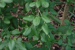 Achatocarpus nigricans