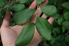 Achatocarpus nigricans