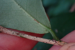 Achatocarpus nigricans