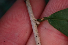 Achatocarpus nigricans