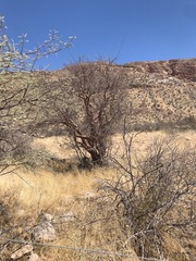 Commiphora