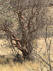 Commiphora
