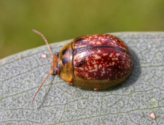 Paropsisterna atalanta