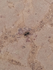 Hoplomutilla