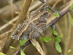 Hydriomena deltoidata