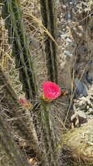 Corryocactus melanotrichus