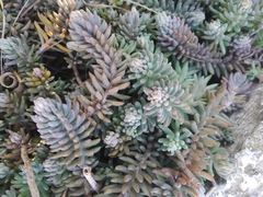 Petrosedum rupestre