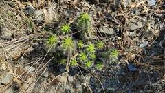 Echinopsis bridgesii