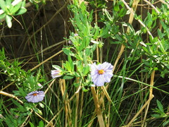 Lycianthes lycioides