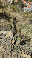 Corryocactus melanotrichus