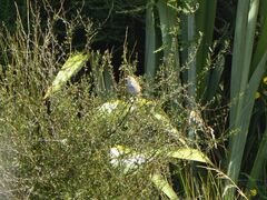 Poodytes punctatus vealeae