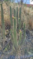Corryocactus melanotrichus