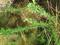 Lycianthes lycioides