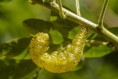 Phoebis philea philea