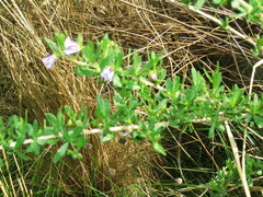 Lycianthes lycioides