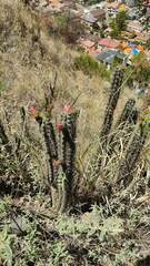 Corryocactus melanotrichus