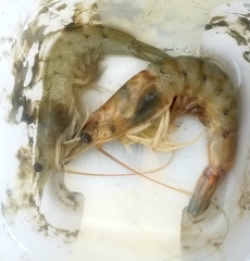 Metapenaeus bennettae