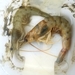 Bay Prawn - Photo (c) David Riddell, some rights reserved (CC BY-NC), uploaded by David Riddell