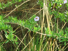 Lycianthes lycioides