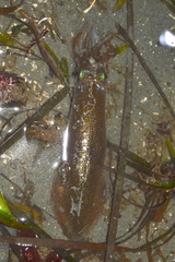 Doryteuthis opalescens