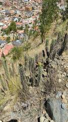 Corryocactus melanotrichus