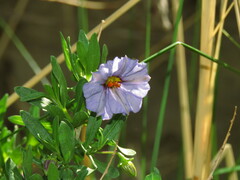 Lycianthes lycioides