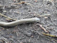 Chalcides striatus