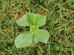 Arachis hypogaea