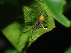 Coquillettidia xanthogaster