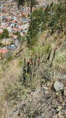 Corryocactus melanotrichus