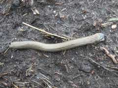 Chalcides striatus