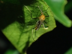 Coquillettidia xanthogaster