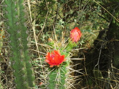 Corryocactus melanotrichus