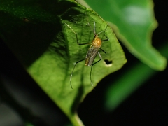 Coquillettidia xanthogaster