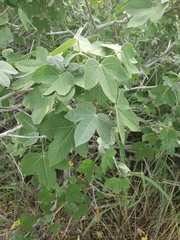 Gossypium tomentosum