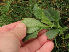 Arachis hypogaea