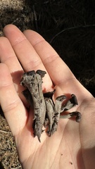 Craterellus calicornucopioides