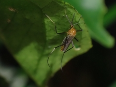 Coquillettidia xanthogaster