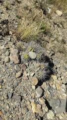 Echinopsis bridgesii