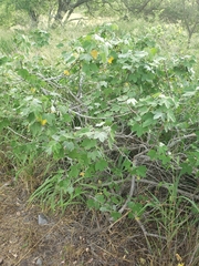 Gossypium tomentosum